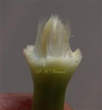  Fringed scales surrounding stamens